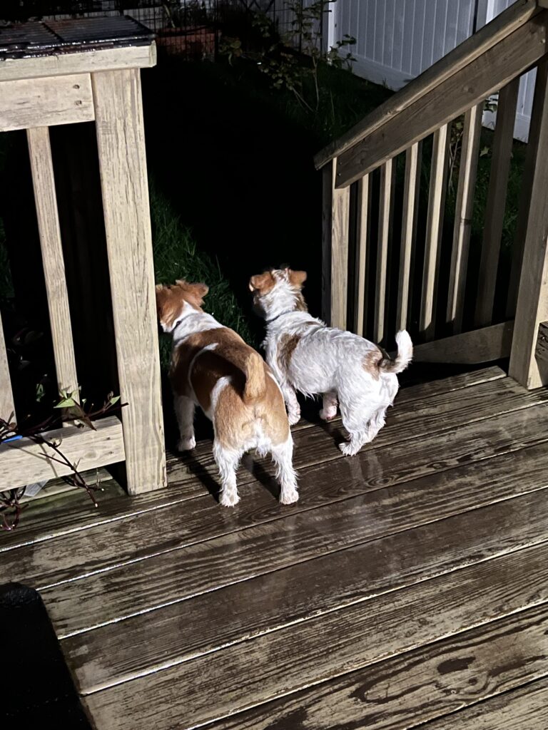 Terriers Myka and Zoë standing in the rain on watch for rabbits. 